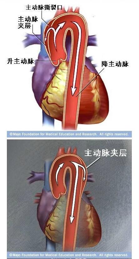 心血管系统详解知识点（医学图文解析）