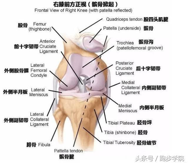 膝盖活动时咔咔响，还能跑吗