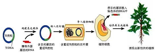 【转基因你问我答】转基因的来源基因有哪些？安全吗？