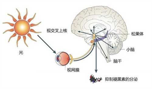 我们为什么会在夜晚睡去，又在早晨醒来呢？