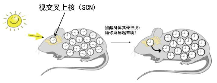 我们为什么会在夜晚睡去，又在早晨醒来呢？