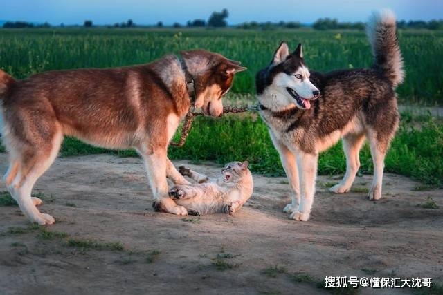 每年4000万人被猫狗咬伤，保险能赔吗？怎么赔？ 