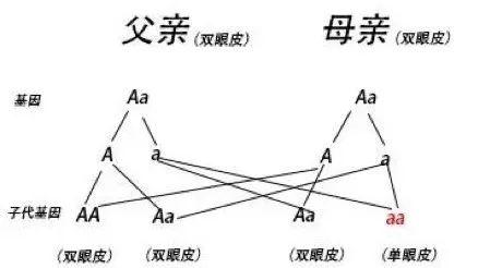 孩子长大了哪里像爸哪像妈？遗传学告诉你这7个真相