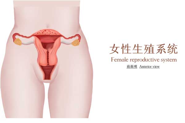 女性生殖性系统医学插画（企业商用）.jpg