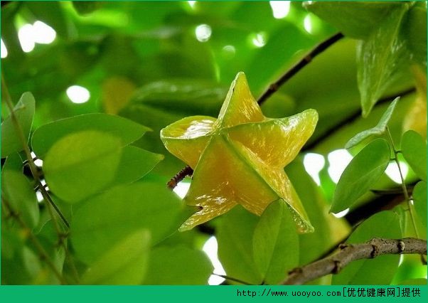 杨桃和芒果能一起吃吗？杨桃和芒果一起吃好不好？(1)