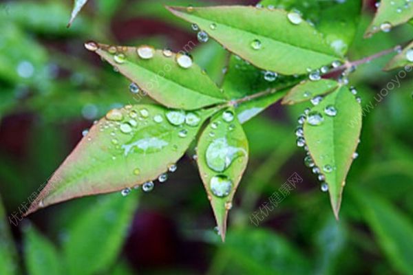 春季养生食谱推荐！营养又美味的八款“芽” 菜！(1)