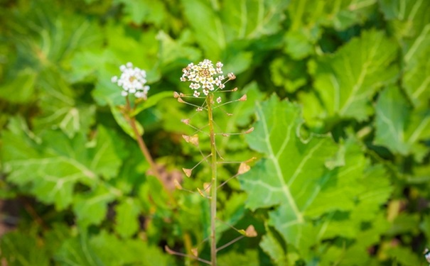 荠菜花有什么功效？吃荠菜花要注意什么？(1)