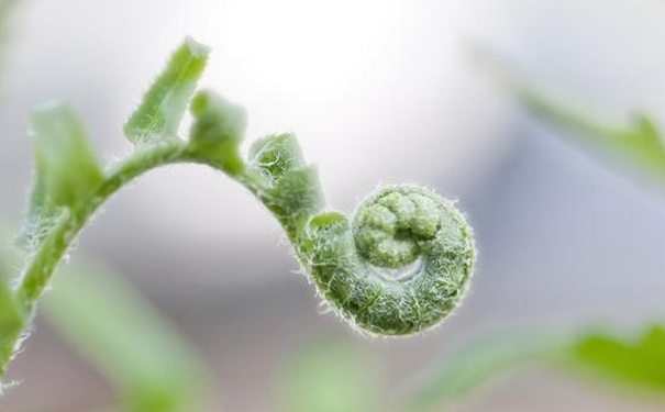 野菜有哪些品种？野菜怎么做好吃？(1)