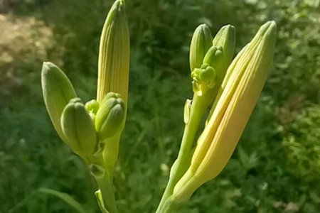 黄花菜