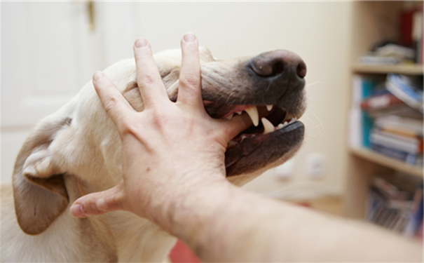 有狂犬病的狗有什么症状？得了狂犬病的狗有什么症状？(1)