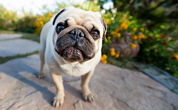 狂犬病潜伏期最长多久？狂犬病的潜伏期是多长时间？(1)