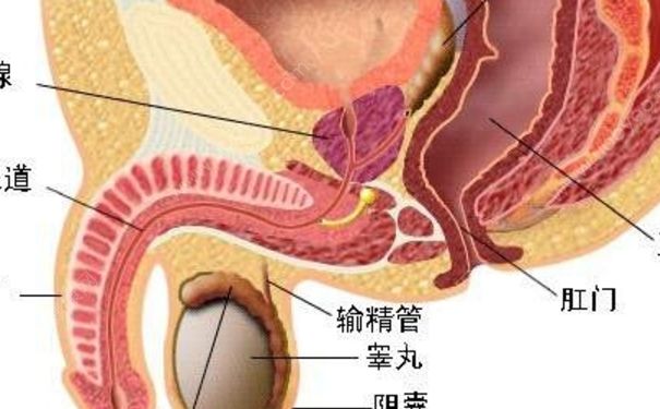 前列腺炎钙化是什么？前列腺炎钙化能治好吗？(1)