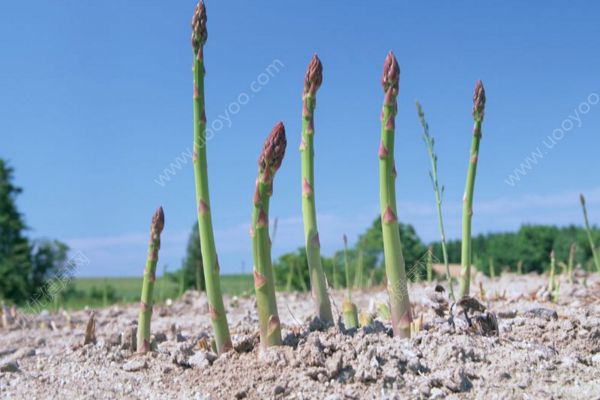 肺癌吃芦笋能治好吗？芦笋抗癌疗法是真是假？(1)