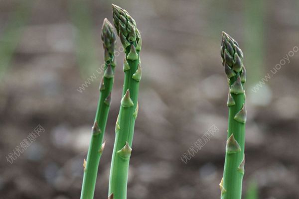 肺癌吃芦笋能治好吗？芦笋抗癌疗法是真是假？(2)