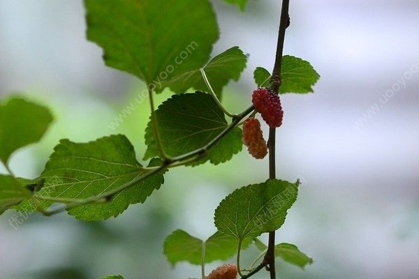 桑葚泡酒多久能喝？桑葚泡酒什么时候喝最好？(1)