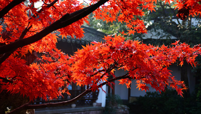 北京香山公园怎么去