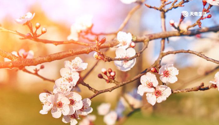 大同市春季赏花去哪里