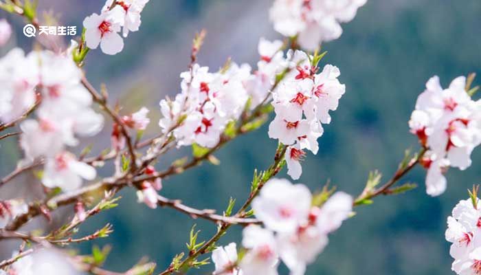 鞍山市春季赏花去哪里