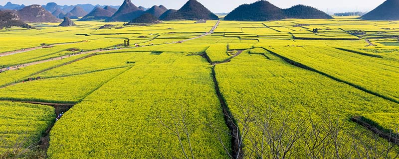 罗平旅游攻略 云南罗平怎么玩