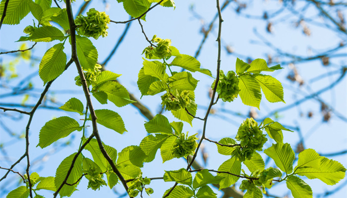 摄图网_300630170_banner_春天榆树上的绿叶（企业商用2）_副本.jpg