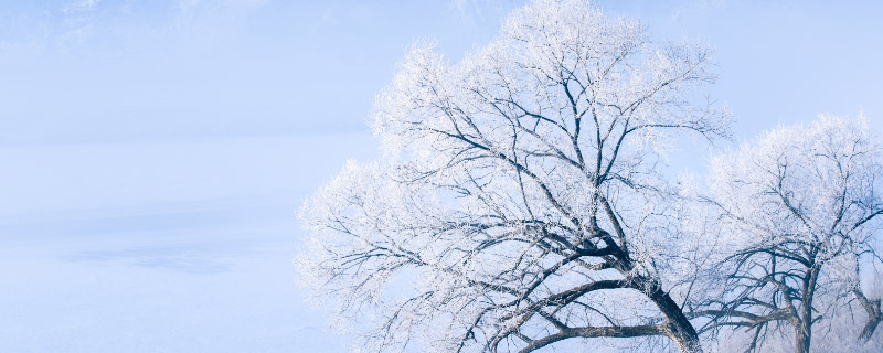 关于雪松的诗句 关于雪松的诗及翻译