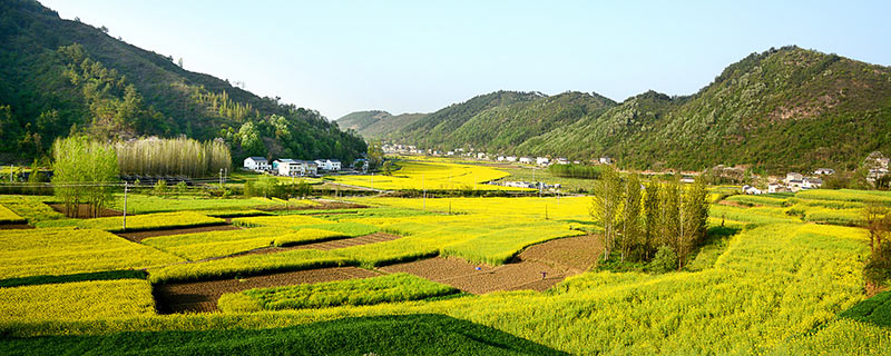 油菜花什么时候开 油菜花开的时间