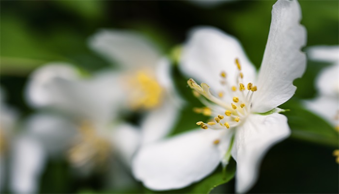 茉莉花怎么修剪 茉莉花的修剪方法