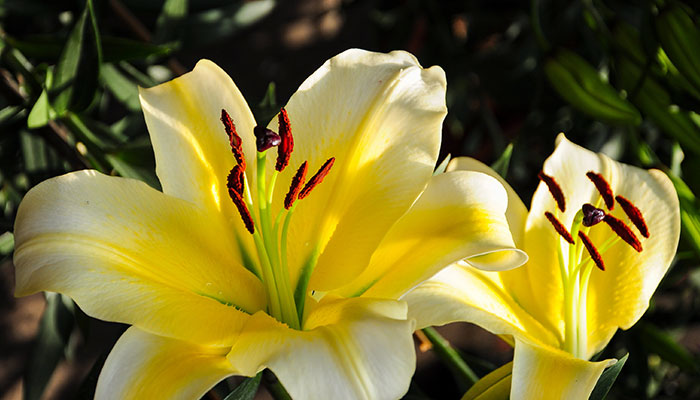 百合花施什么肥 百合花的施肥方法