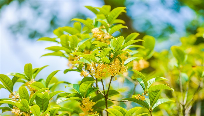 桂花春天施什么肥 桂花春天怎么施肥