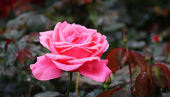 月季花怎么修剪 月季花的修剪方法