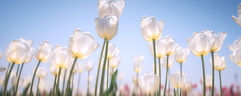 白色郁金香花语 白色郁金香花语是什么