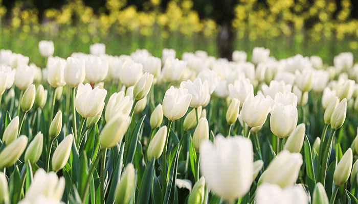 白色郁金香花语 白色郁金香花语是什么