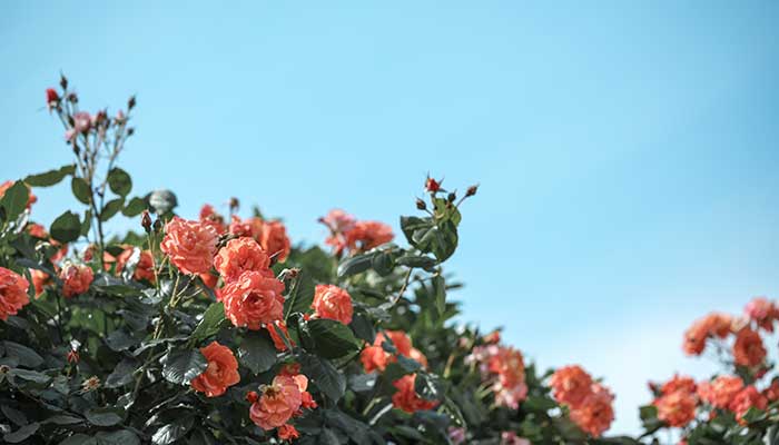 月季花应该施什么肥 月季花施什么肥