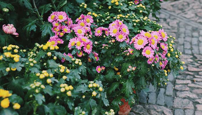 菊花春天怎么修剪 春天怎么修剪菊花