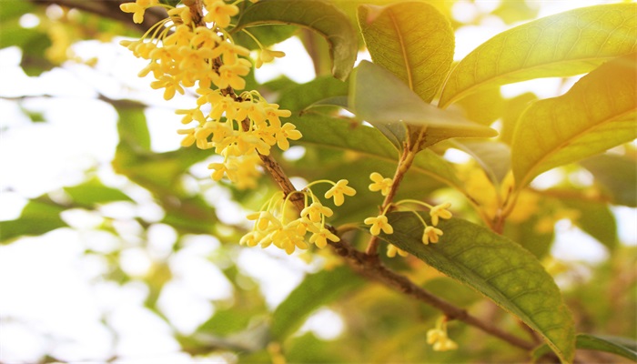 桂花树施什么肥 桂花树一般施什么肥