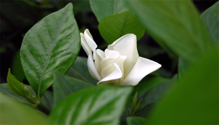 栀子花怎么修剪 栀子花的修剪方法