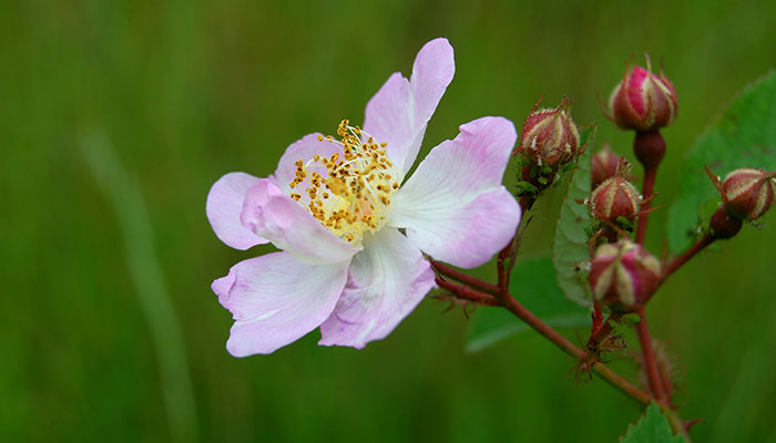 野蔷薇花语 野蔷薇花语是什么