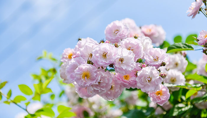 野蔷薇花语 野蔷薇花语是什么