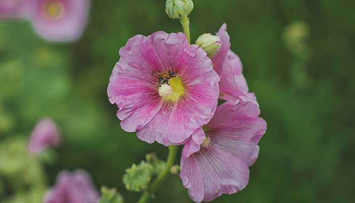 芙蓉花什么时候开 芙蓉花的开花时间