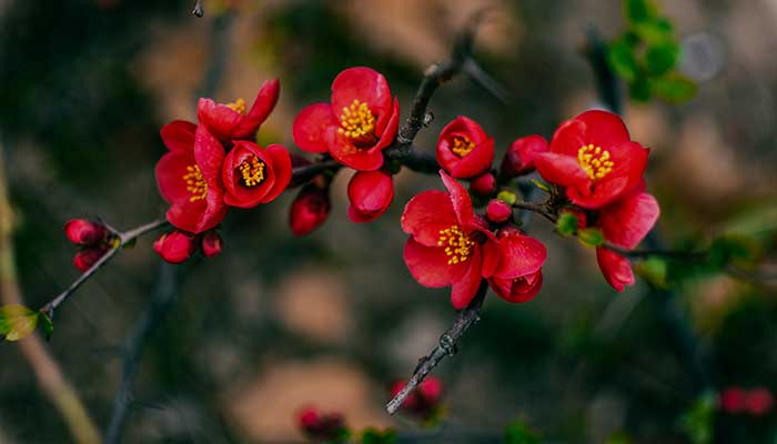 海棠花语 海棠花语是什么