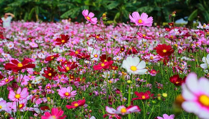 格桑花花语 格桑花花语是什么