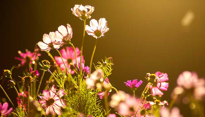 格桑花花语 格桑花花语是什么