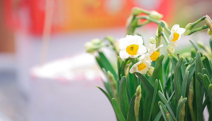 室内养的花有哪些 有哪些室内养的花