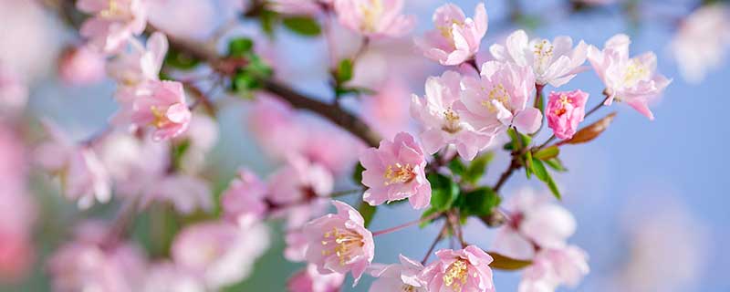 海棠花花语 海棠花花语是什么