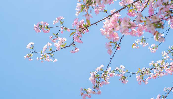 海棠花花语 海棠花花语是什么