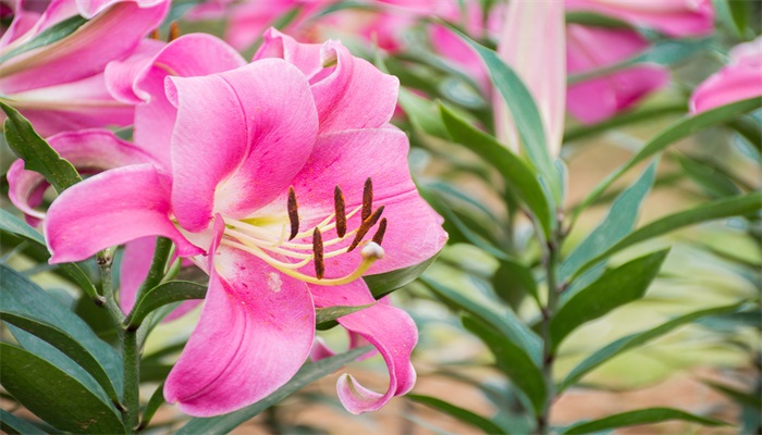 百合花花语 百合花花语是什么