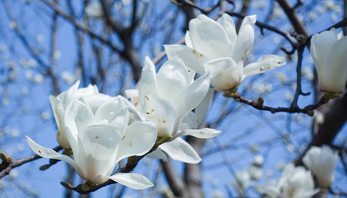 玉兰花花语 玉兰花花语是什么