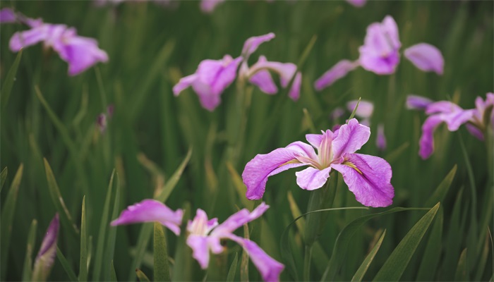 鸢尾花花语 鸢尾花花语是什么