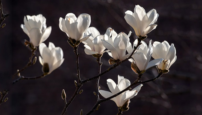 玉兰花什么时候开 玉兰花的开花时间