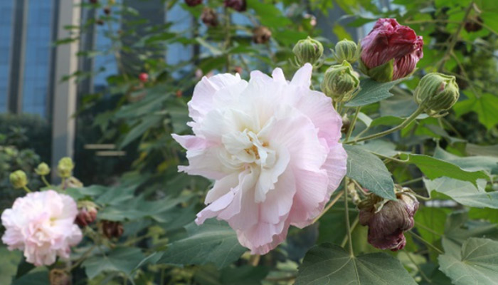 芙蓉花的养殖方法和注意事项 芙蓉花的养殖方法和注意事项有哪些